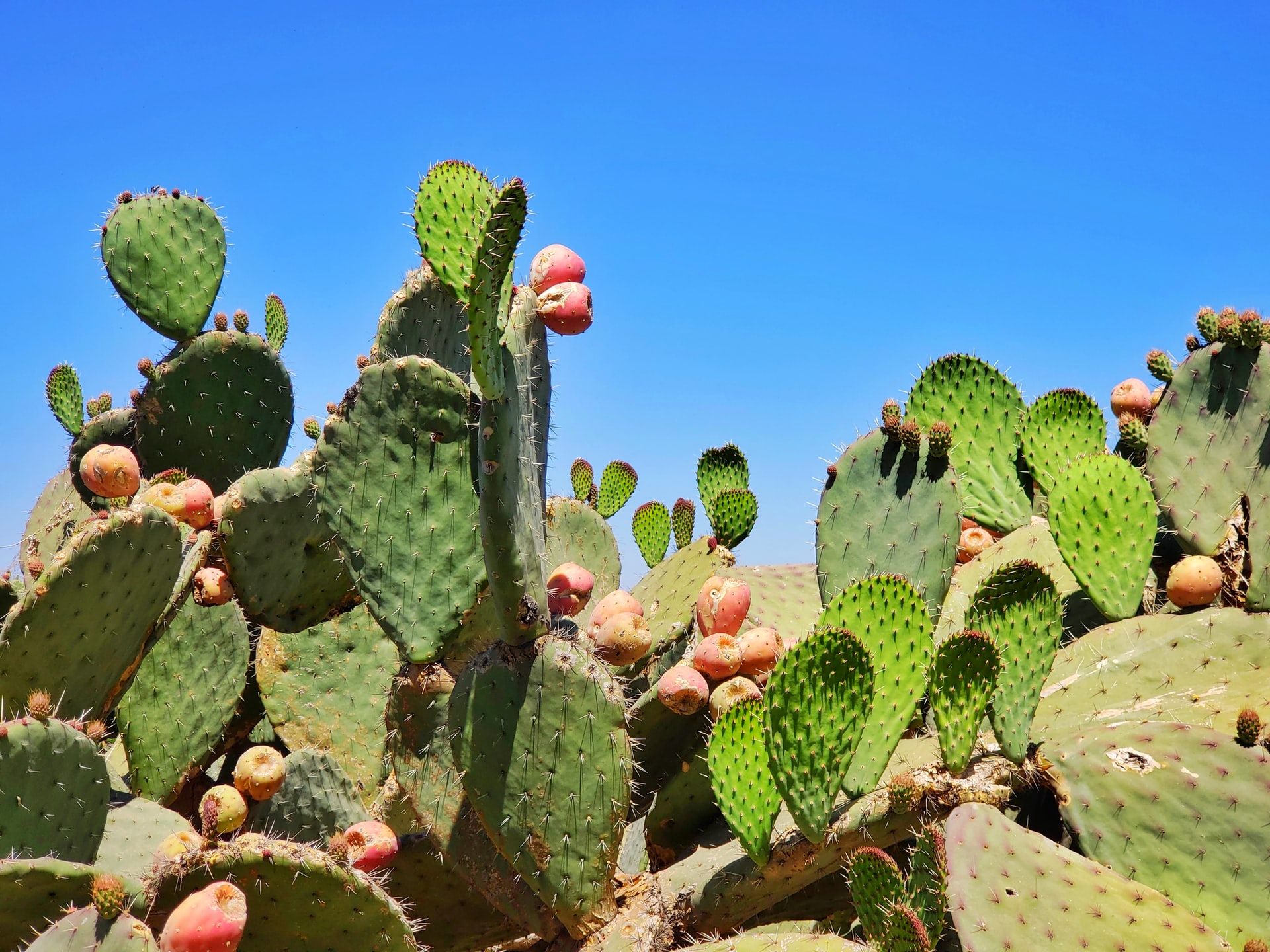 prickly-3