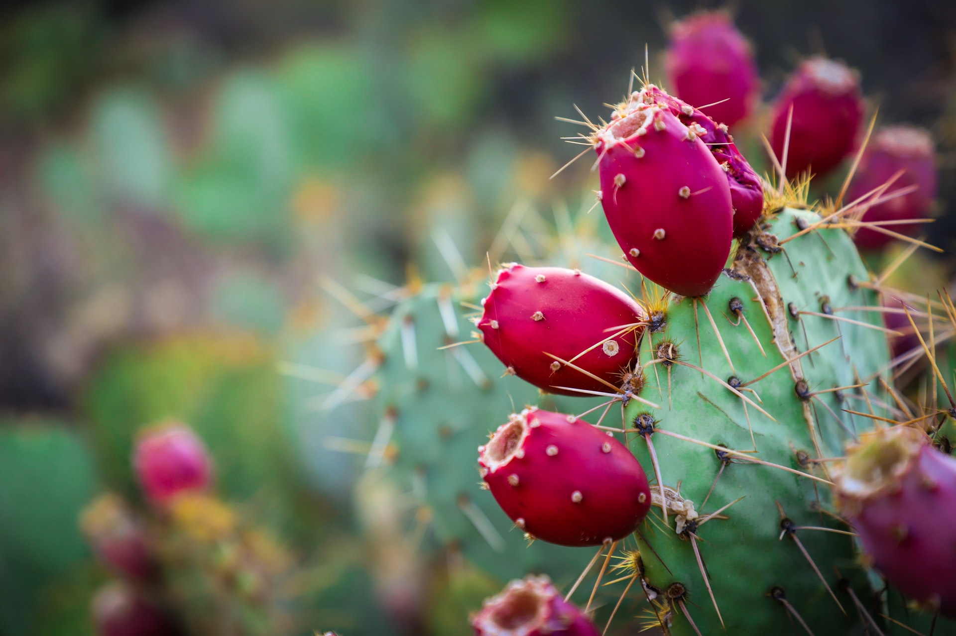 prickly-pear-2
