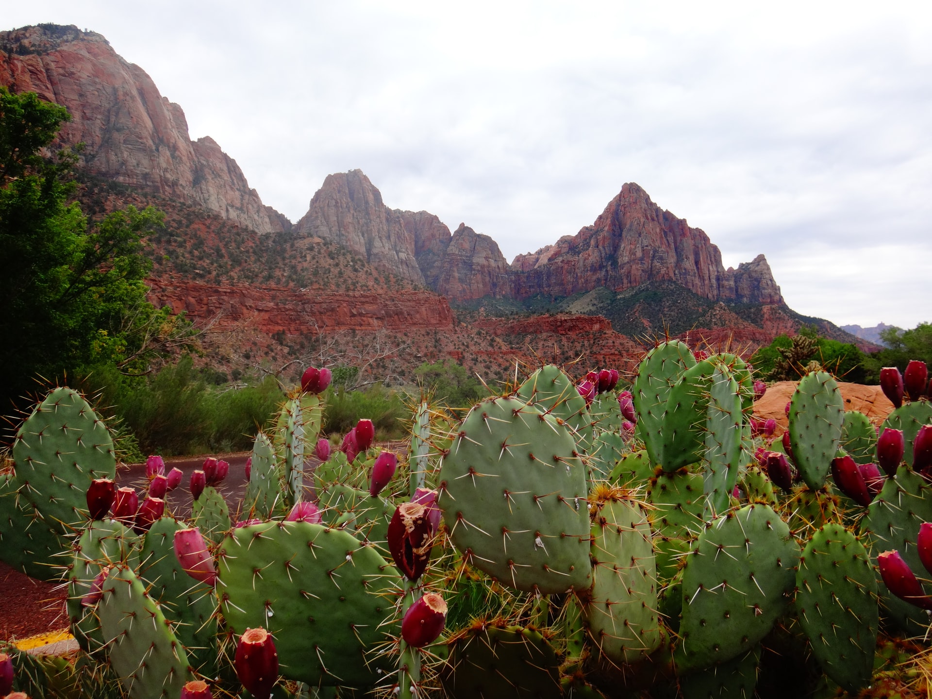 prickly-pear-morocco